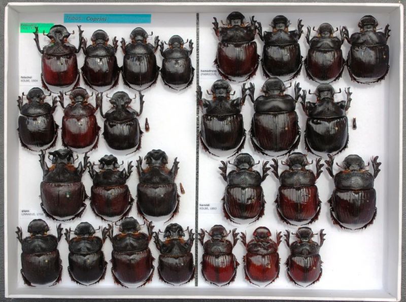 Scarabaeidae 70.JPG