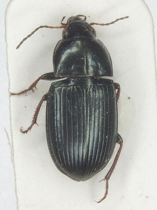 Carabidae 020mod.jpg