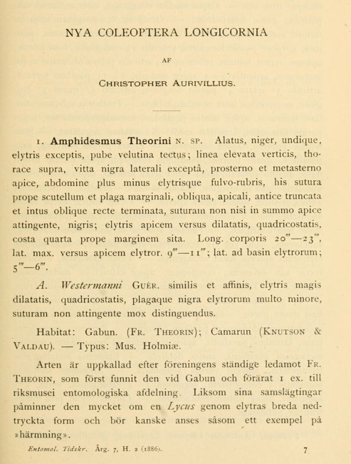 Amphidesmus theorini.jpg