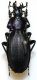 purpurascens crenatocostatus Lapouge 1920.JPG