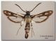 Pyropteron affinis_ Slovakia_forum ridotta.jpg