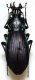 Carabus (Megodontus) purpurascens  cyanocinctus Cleu, 1937.JPG