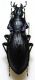Carabus (Megodontus) purpurascens  balterensis Breuning, 1934.JPG