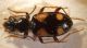 carab 1 003.jpg