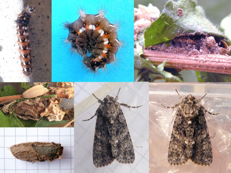 Acronicta_rumicis _ciclo.jpg