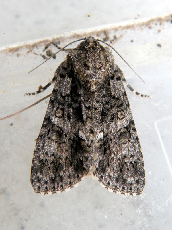 Acronicta_rumicis _adulto.jpg