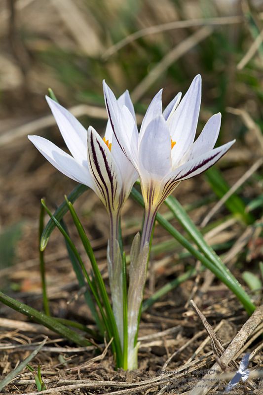 IMG_7820_crocus_reticulatus.jpg