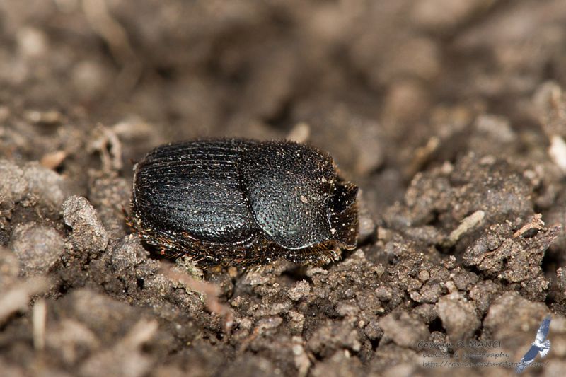 IMG_7832_onthophagus_semicornis.jpg