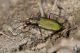 IMG_7829_cicindela_campestris.jpg