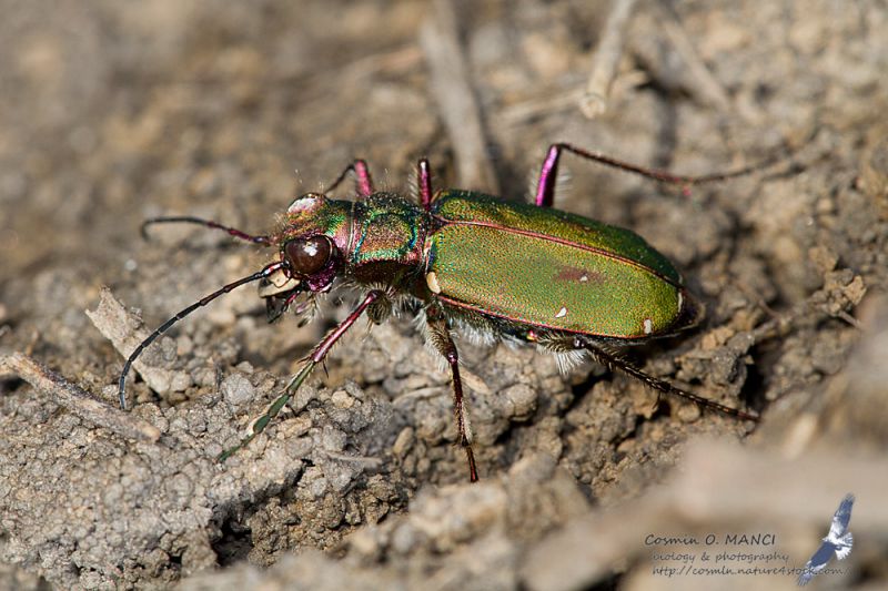 IMG_7829_cicindela_campestris.jpg