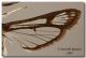 Pyropteron leucomelaena_ Spagna_ala forum.jpg