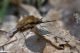 DSC_8660pbase.jpg