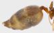 pygmaea02_addome.jpg