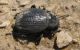 Pimelia.  Mizpe Ramon  2012.03.23.jpg