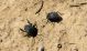 Erodius. Mizpe Ramon. 2012.03.23.jpg