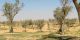 flock of sheep. desert Negev 2012.03.23.jpg