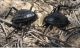 Adesmia dilatata. Mizpe Ramon  Nahal Nizzana, 2012.03.23.jpg