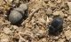Tenebrionidae, Desert Arava. 2012.03.23.jpg