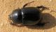 Pentodon. Arava. 2012.03.23.jpg