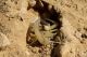 Leiurus quinquestriatus hebraeus_2 2012.03.23.jpg