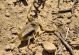 Leiurus quinquestriatus hebraeus. Desert Arava. 2012.03.23.jpg