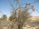 Desert Arava. 2012.03.23.jpg