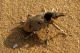 Curculionidae. Arava. 2012.03.23.jpg