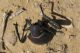 Cerambycidae. Arava. 2012.03.23.jpg