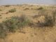 Area of habitat Anthia sexmaculata. Arava 2012.03.23.jpg