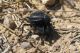 Adesmia dilatata. Arava. 2012.03.23.jpg