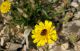 ChrysomelidaeDead Sea. Qumran_2  24.03.2012.jpg