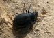 Tenebrionidae-3.  Dead Sea. Qumran 24.03.2012.jpg