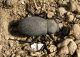 Tenebrionidae. Dead Sea. Qumran 24.03.2012.jpg
