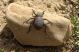 Tenebrionidae-2.  Dead Sea. Qumran 24.03.2012.jpg