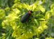 Alosimus syriacus. Naharaim, 24.03.2012.jpg