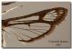 Pyropteron leucomelaena_ Spagna_ala forum ridotta.jpg