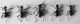 Anthia sexmaculata. Arava 23.03.2012.jpg