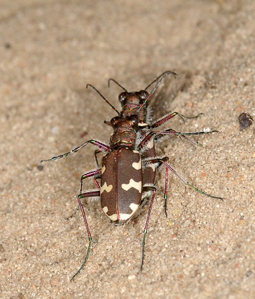 DSC_3483 cicindela polonia.jpg