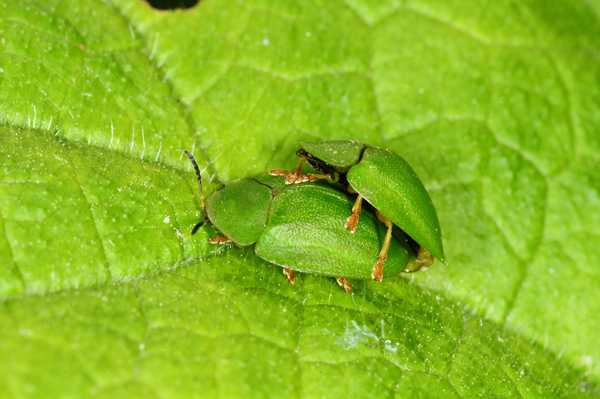 DSC_2578 Cassidini Bialowieza.jpg