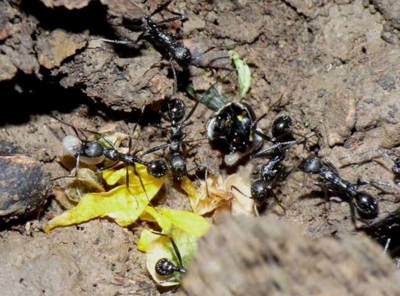 aphaenogaster fiori det.JPG