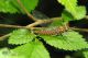 ecdyonurus-venosus-IMG_6690_08.jpg