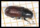 ridP1047.jpg