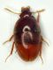 aa baty01.JPG