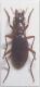 Laemostenus (Antisphodrus)insubricus.jpg