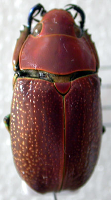 Chrysina purulhensis Guatemala ok.JPG