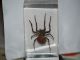 Araneus ventricosus.JPG