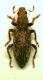aa curculio1.JPG