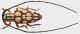 murosternum pulchellum-h.JPG