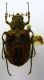Incala setosella Moser, 1913 male.JPG
