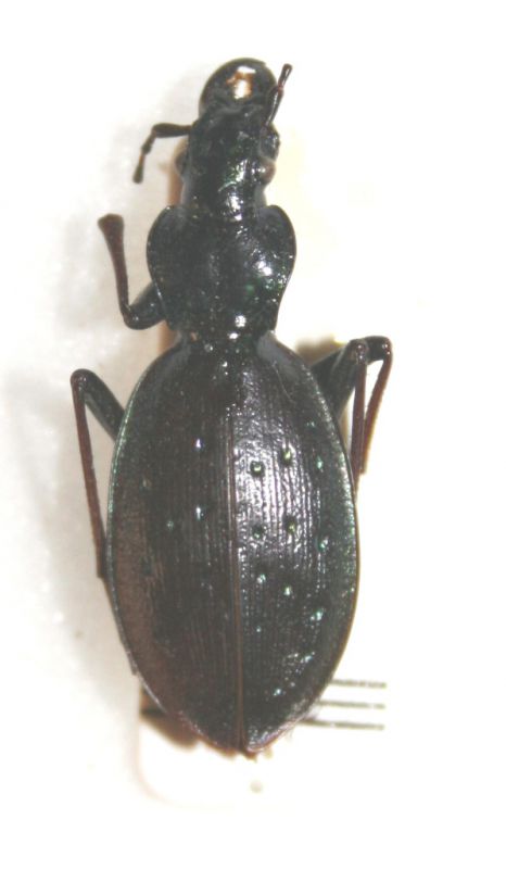 Carabus1comp.jpg